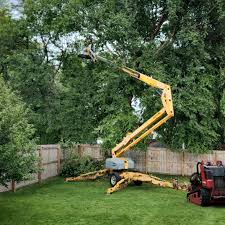 Reliable Long Beach, NY  Tree Services Solutions