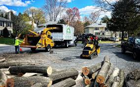 How Our Tree Care Process Works  in  Long Beach, NY